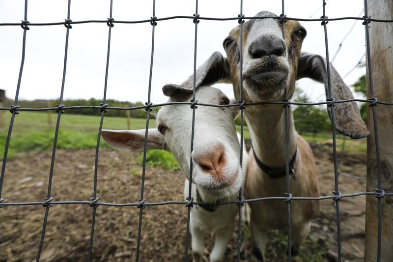 Meet the goats working to protect a national park