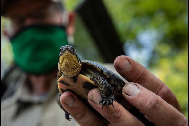 Blanding’s turtles back from the brink of extinction