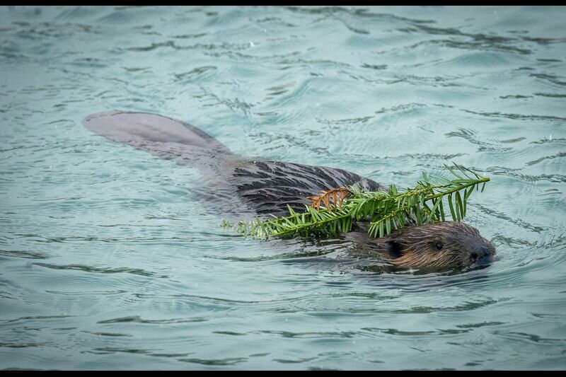 Beavers are in lagoons -- and on Instagram