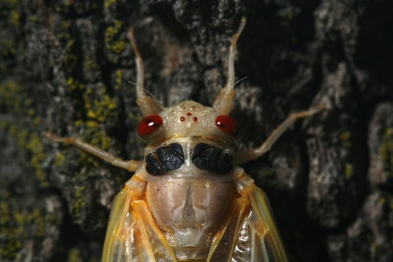 Sticky big juice, bulging eyes, cicada season