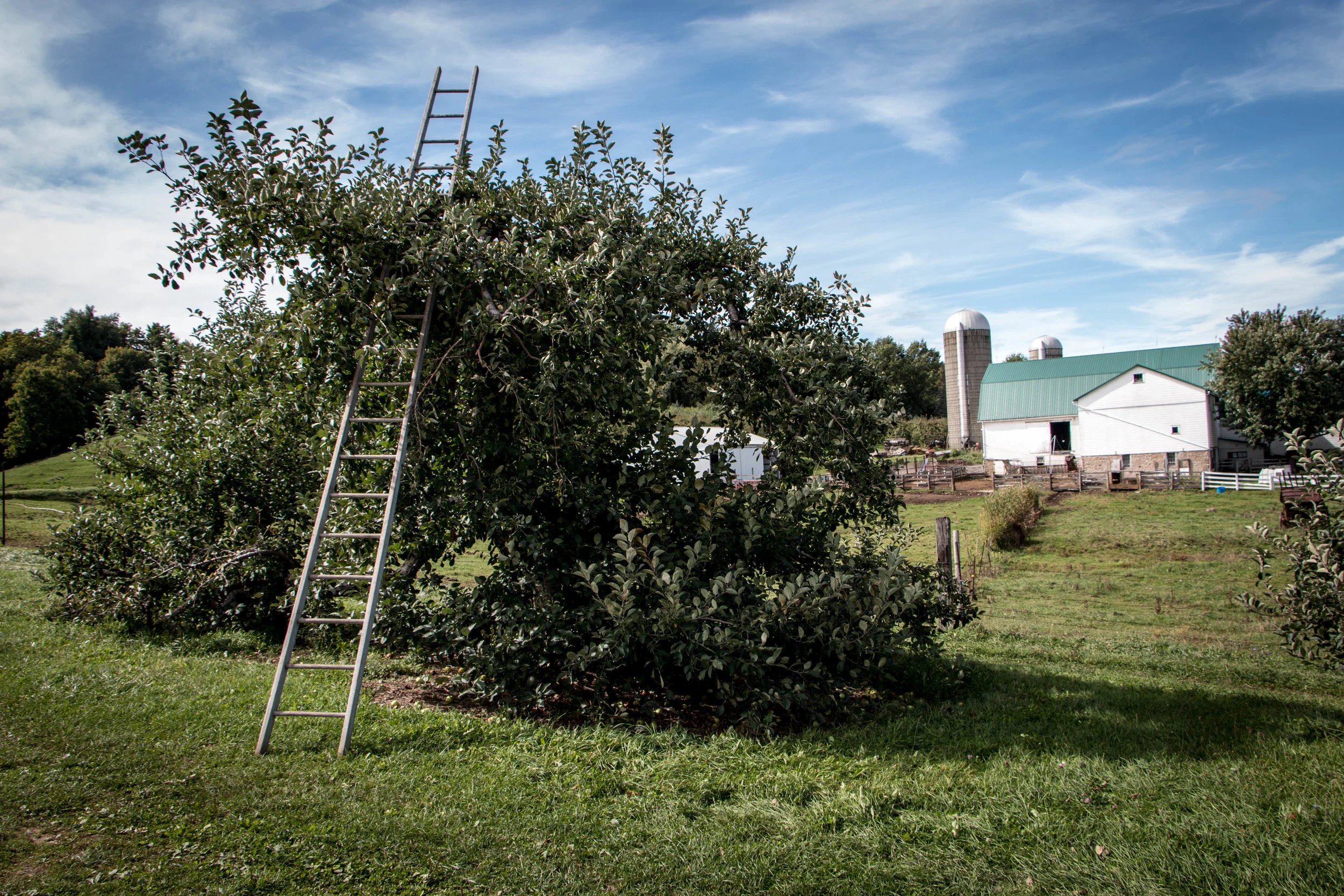 Cider-228.jpg