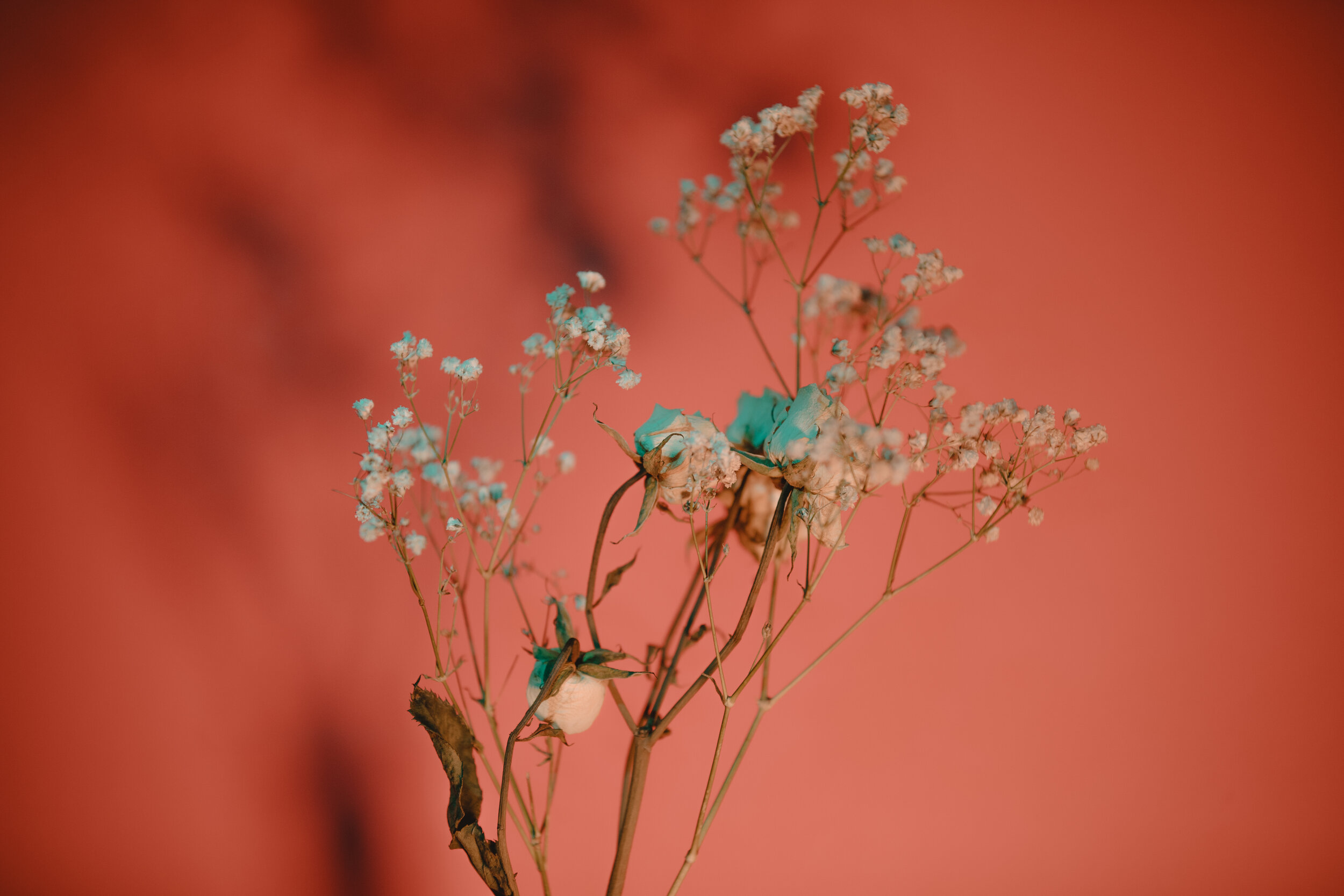 Still Life with Hope