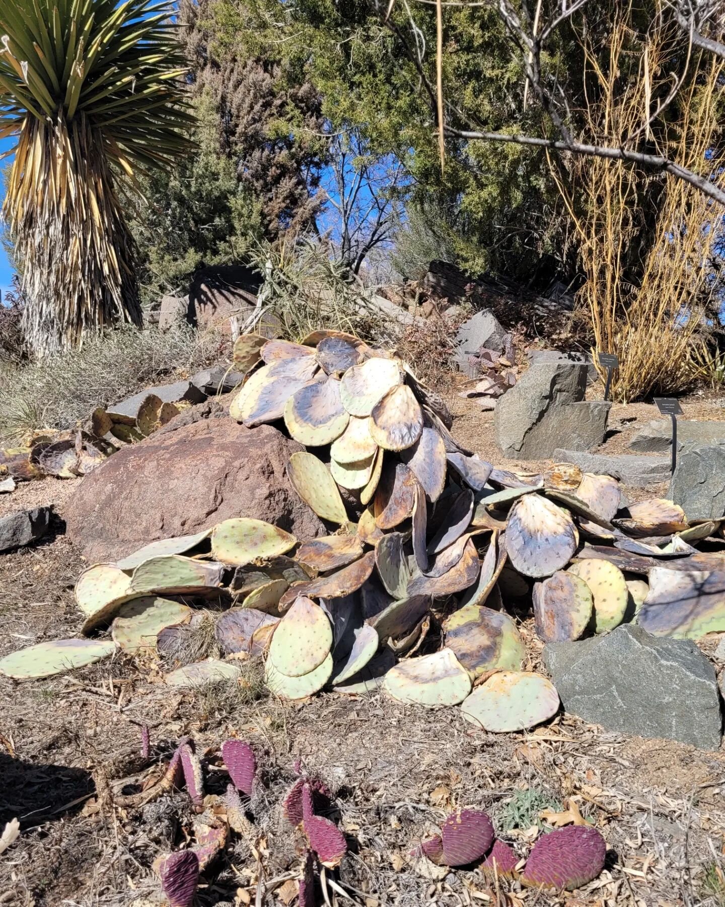 Spent the day Sunday studying some of the desert plants @denverbotanic 

It looks like some of the Prickly Pear Cactus suffered damage from the long winter we have been having.

There will be more things to come as I embark on this adventure. I am re