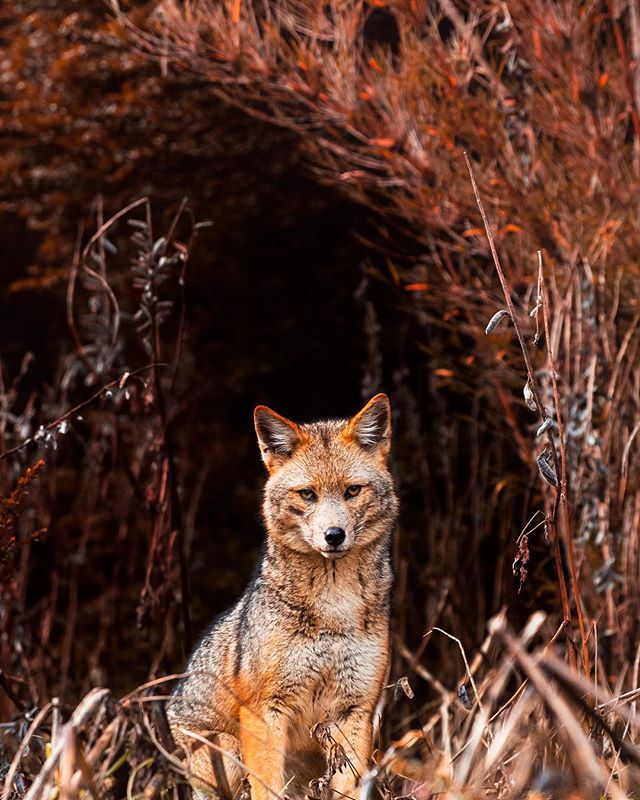 Until this trip I had never seen a fox in the wild - so stoked to have had a moment with this guy, even if for just a second 🦊 @visitargentina @turismovla #visitargentina #villalaangostura