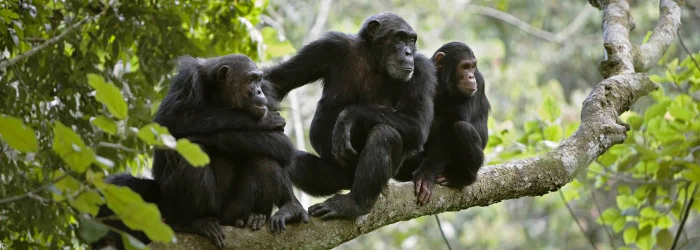 chimp-banner.jpg