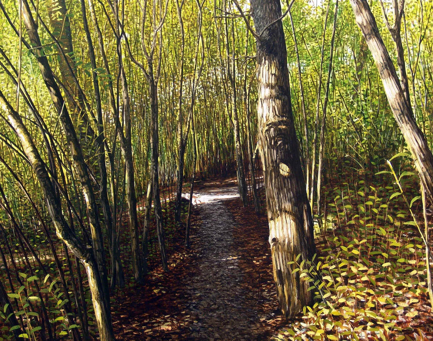 Walking Track, Jubilee Park, Dunedin 