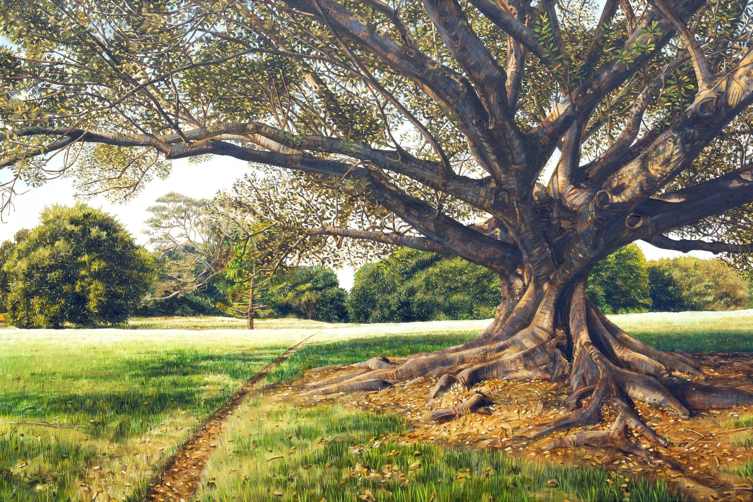 Moreton Bay Fig, Centennial Park, Sydney