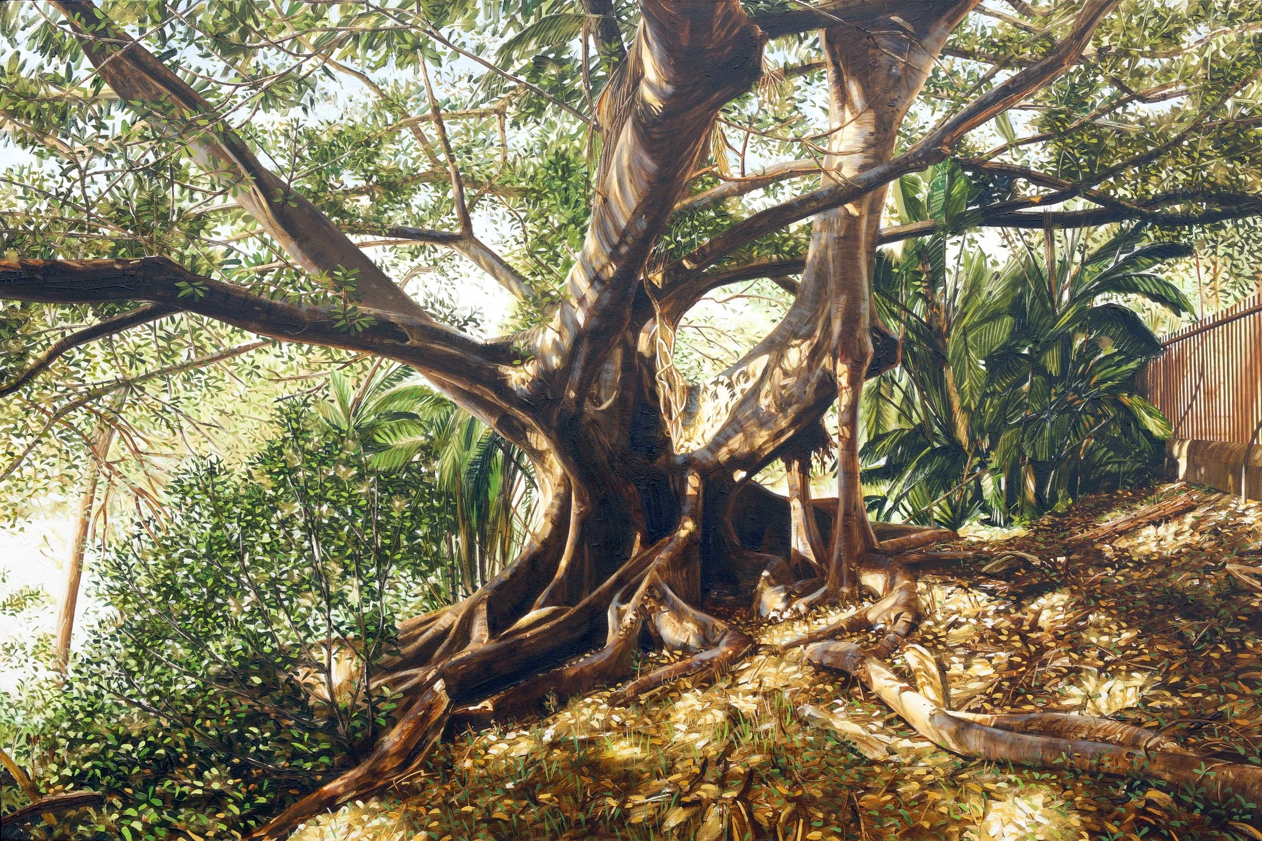 Moreton Bay Fig II, Centennial Park, Sydney