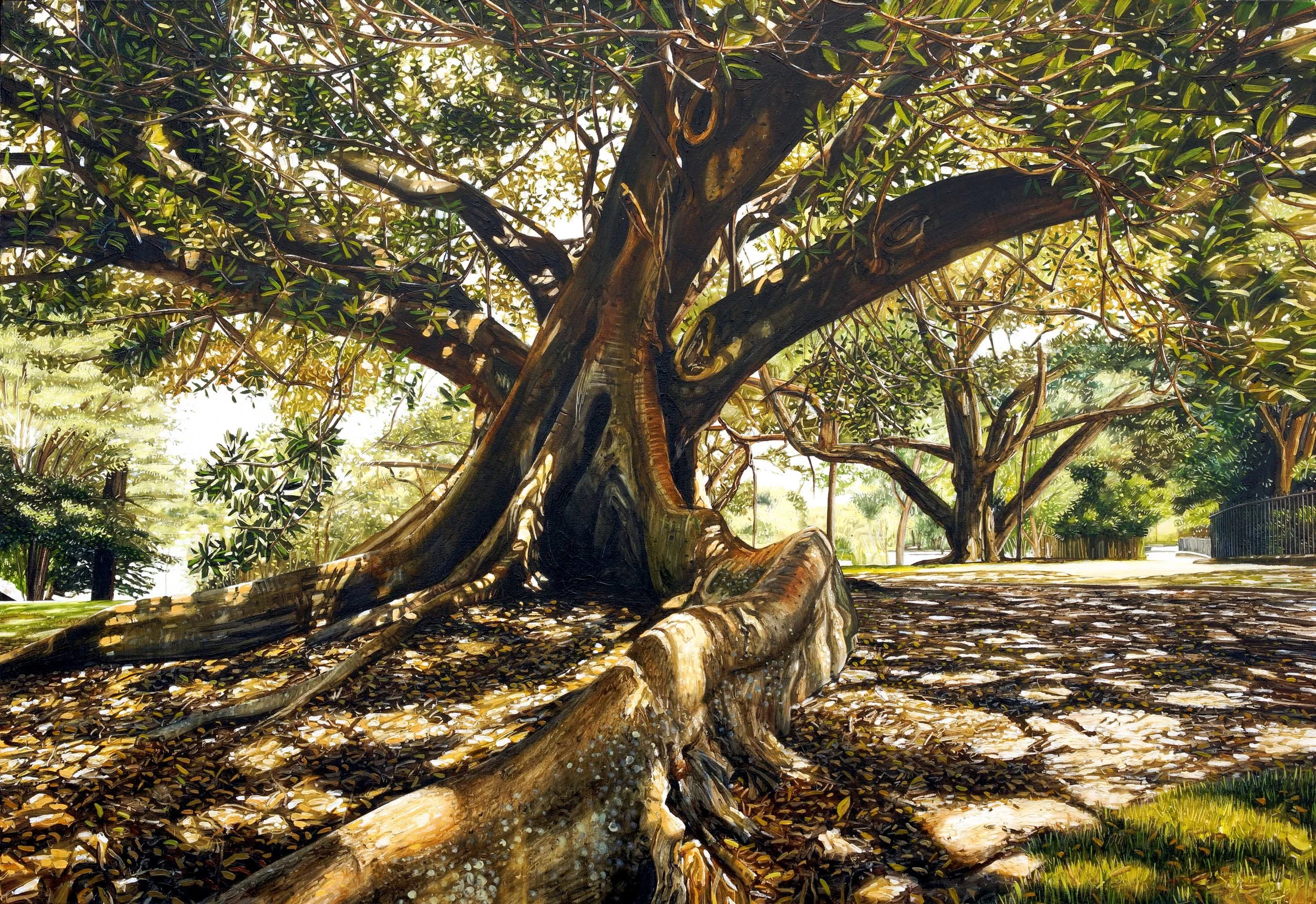 Moreton Bay Fig, Royal Botanic Gardens of NSW