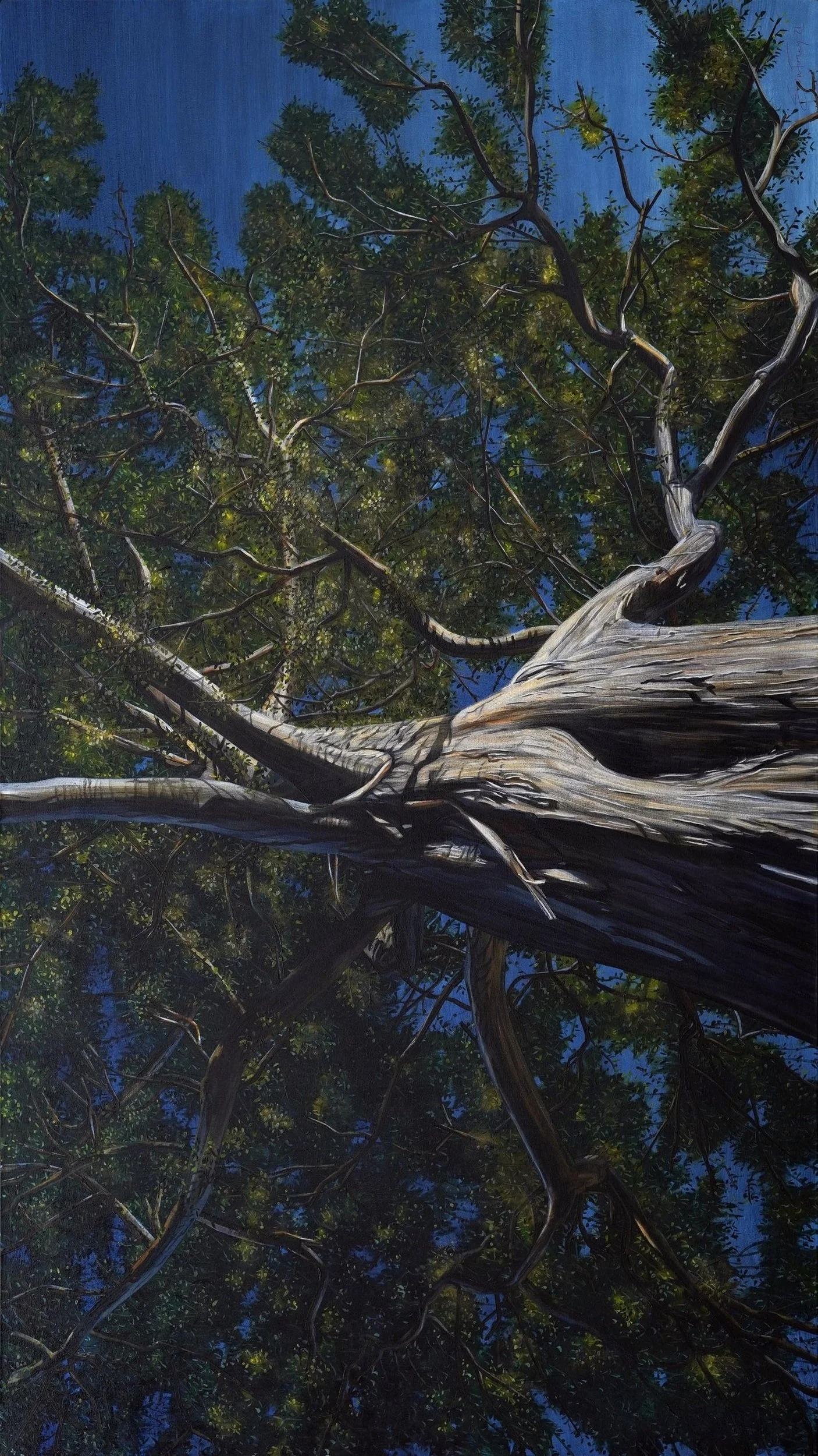 Moonlit King Eucalypt