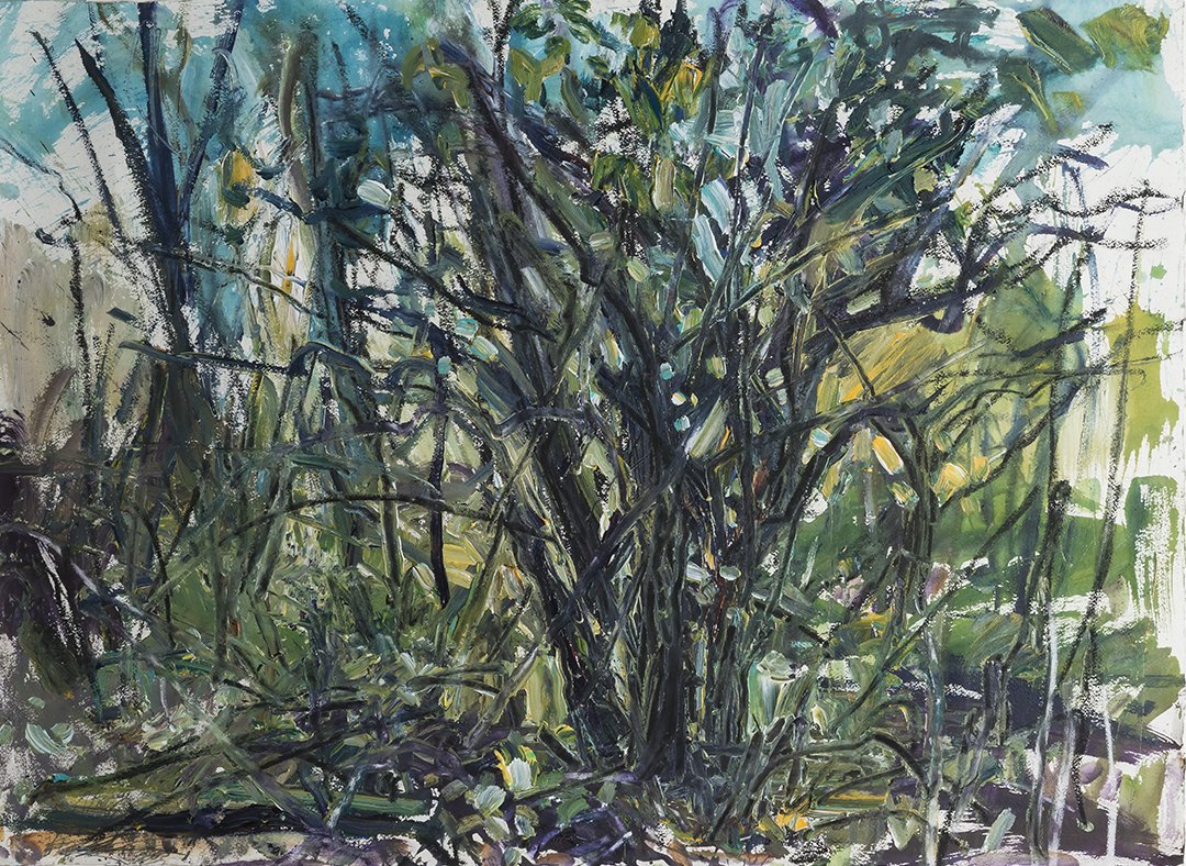    Buckthorn    2013 acrylic &amp; charcoal on paper 22”x30” $3,500 