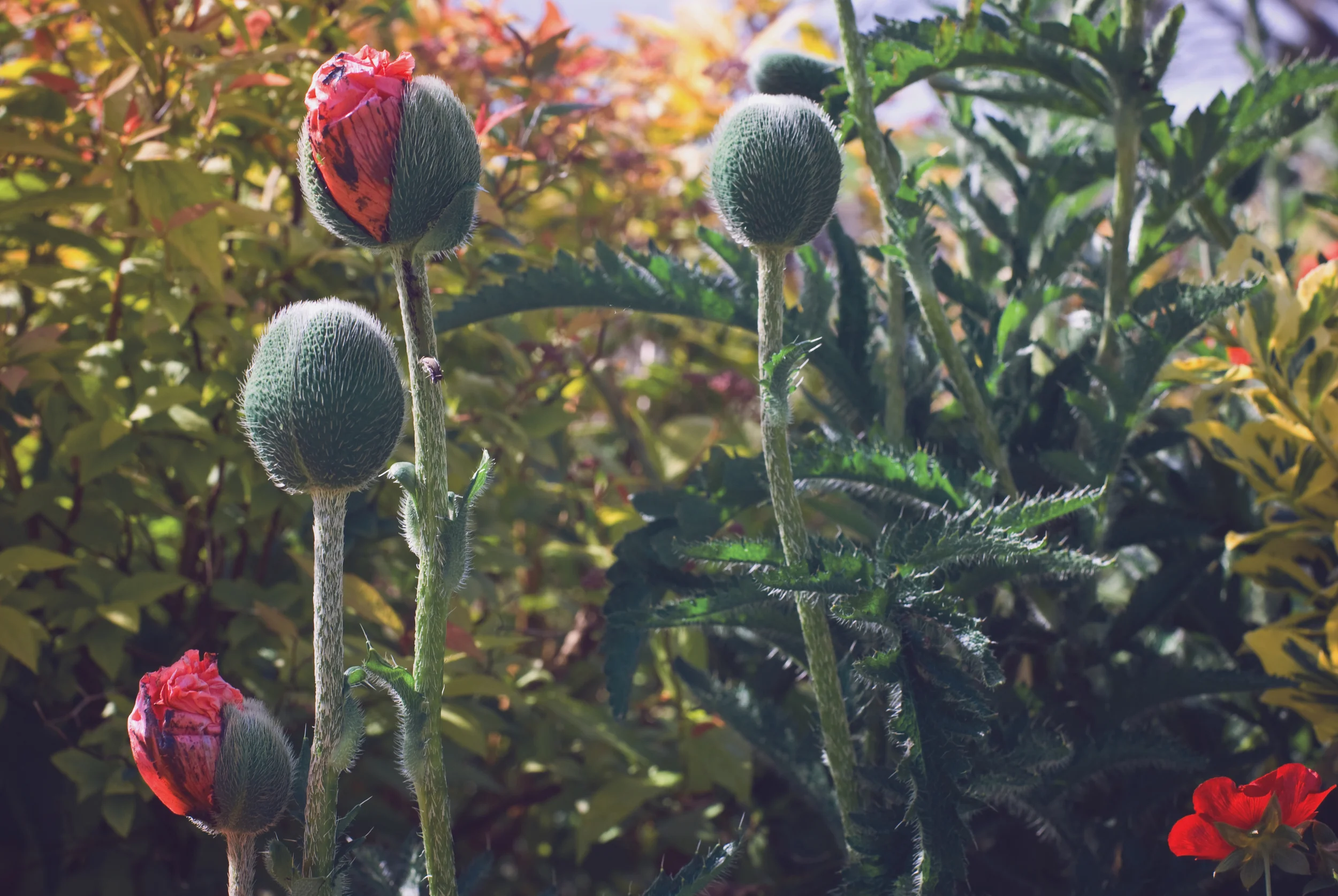 Grannie's Poppies, Meadowbarn garden