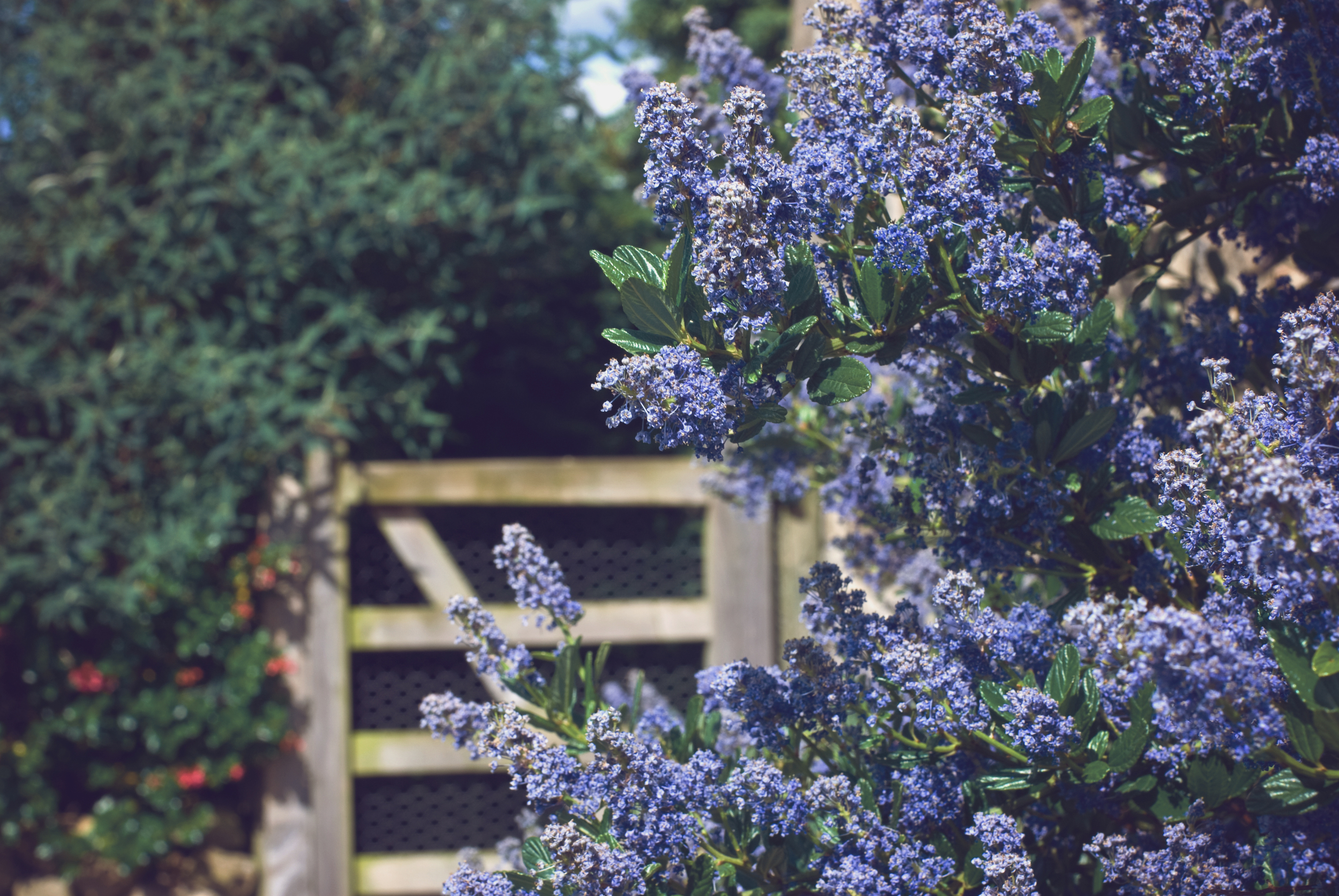 The Meadowbarn Garden