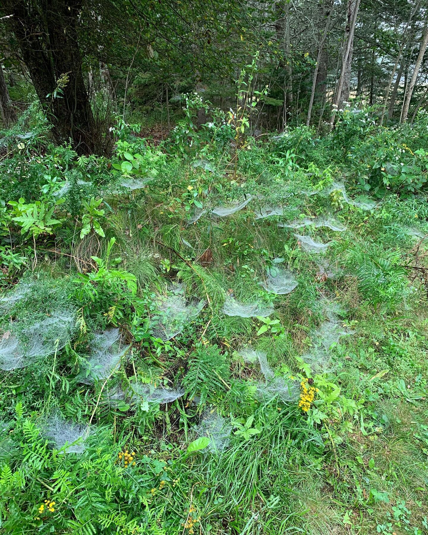From a wet morning in Maine when the rain revealed all of the secret silken homes of the spiders.