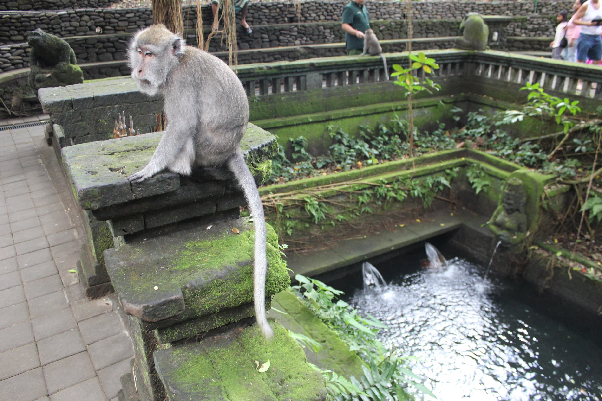 An inhabitant of the Monkey Forest in Ubud, Bali