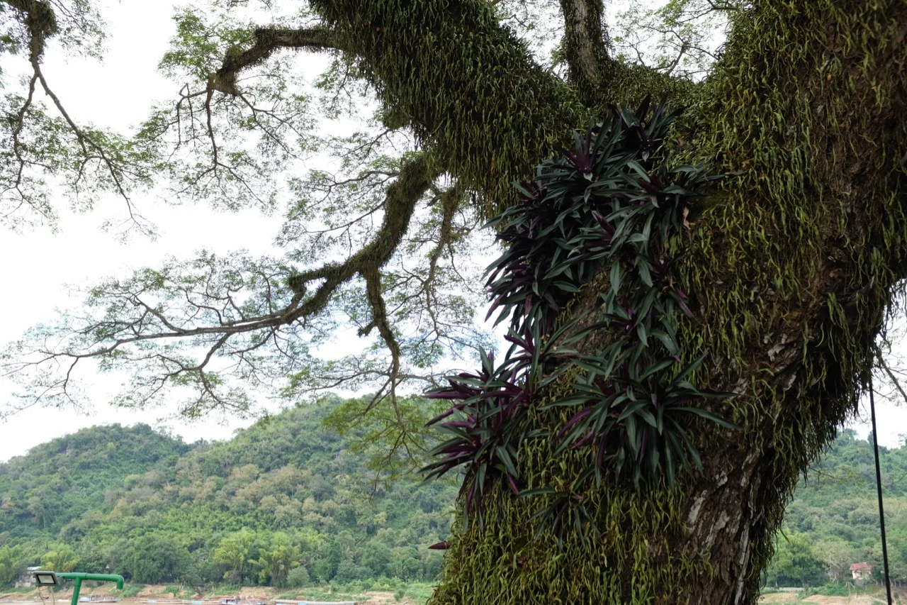 A real tree of life along the banks of the Mekong River.