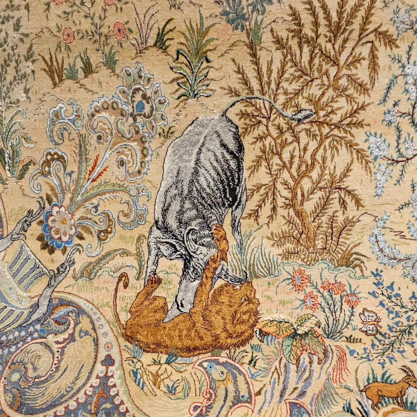 The bull and the lion are both impressive beasts, one, a source of sustenance and long acquainted with humans, a calm creature, unconcerned with hunting or killing; the other, violent, powerful, and predatory. Their clash is a fascinating scene in na