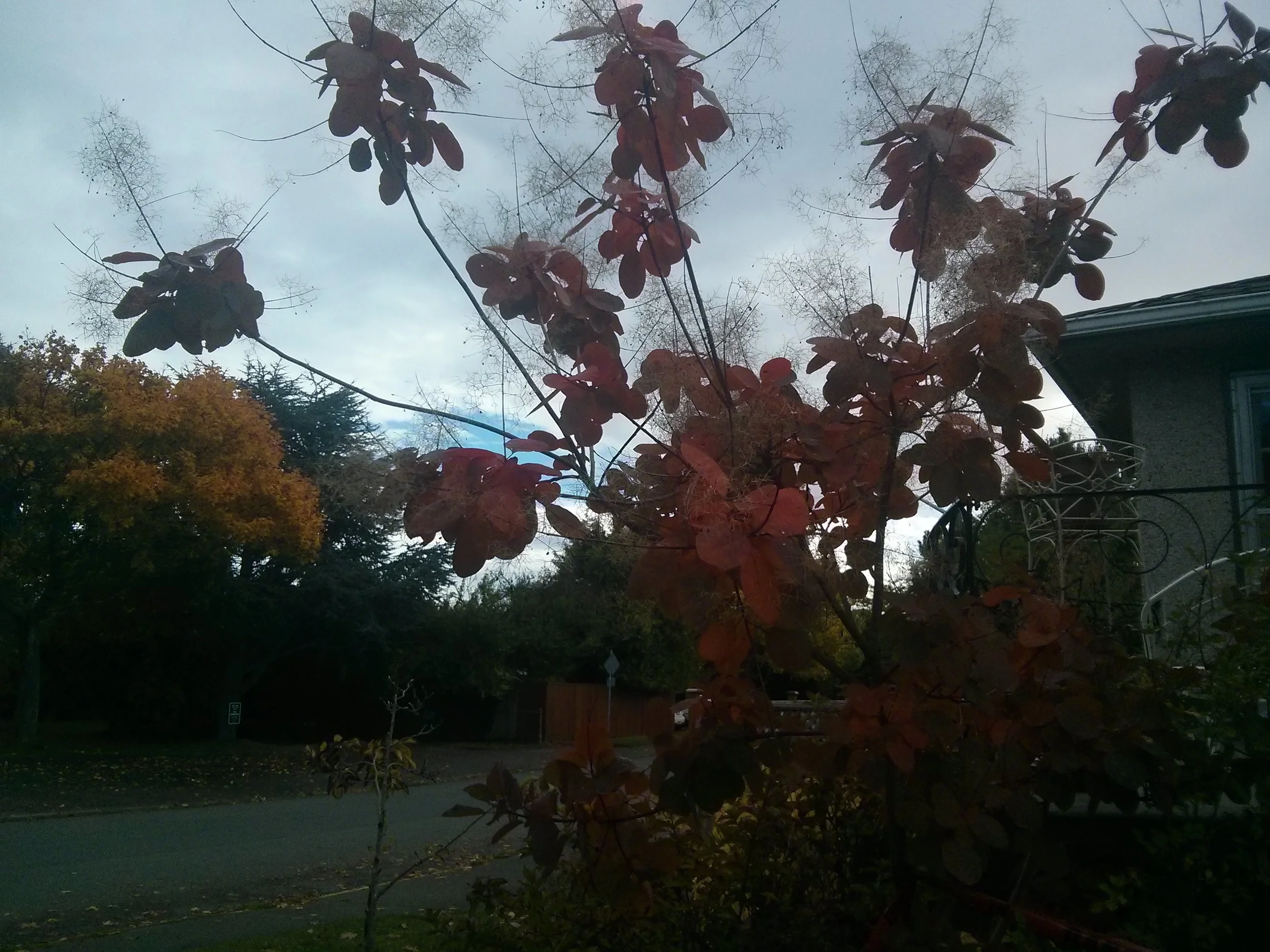 interesting tree.jpg