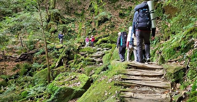Trekking through the moss covered forest in Japan is a perfect example of how all living things are connected.