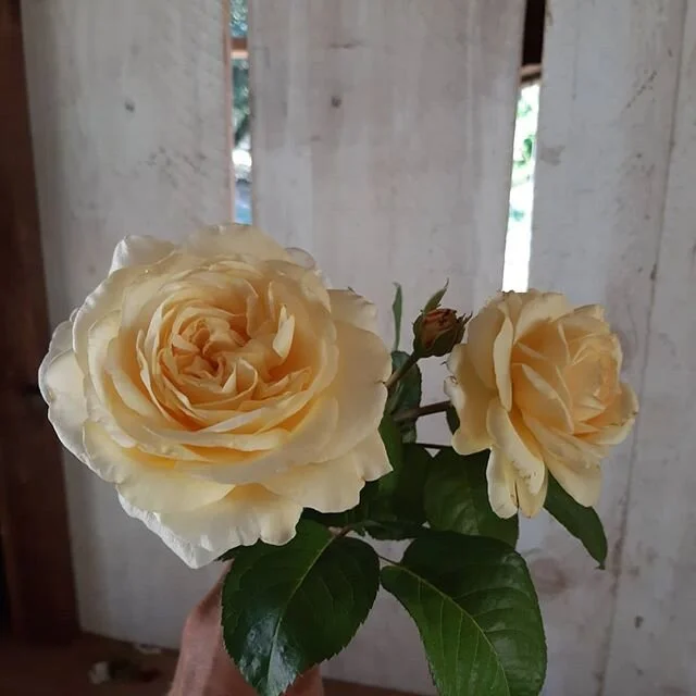 This 'moonlight romantica' rose is so perfect!! I'm loving its shape, scent, color and vigor. Thanks @menagerieflower for offering such great bareroot roses. #moonlightromanticarose