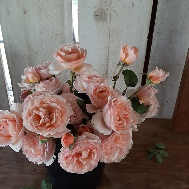Most of my roses have been annihilated by rose weevils and Japanese beetles. Besides my daily rounds of squishing them, I'm not quite sure what else to do...
These 'princess Charlene de Monaco' seem to be holding up to the damage pretty well though. 