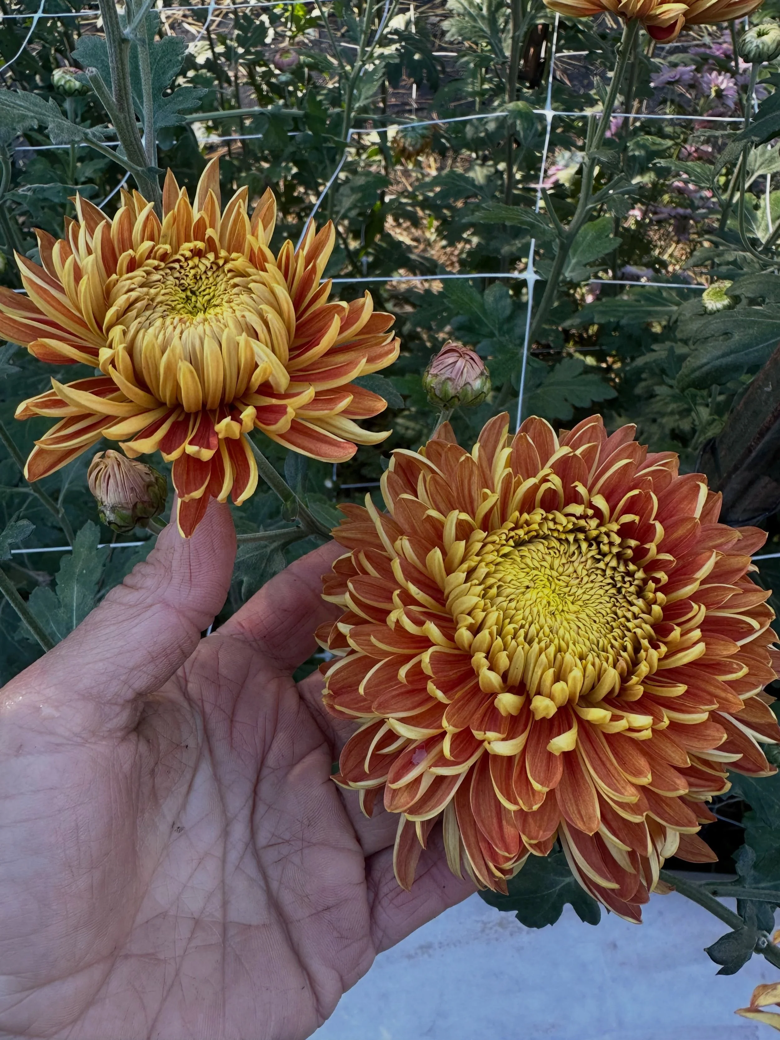 People often ask me what my favorite flower is. That&rsquo;s a really impossible question for a flower farmer, but chrysanthemums are definitely at the top of my list. I understand why a lot of people don&rsquo;t grow them because they are a pain in 