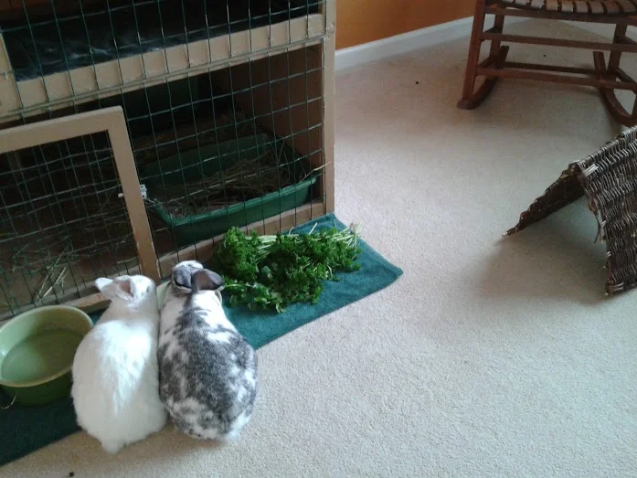 Bunnies.jpg