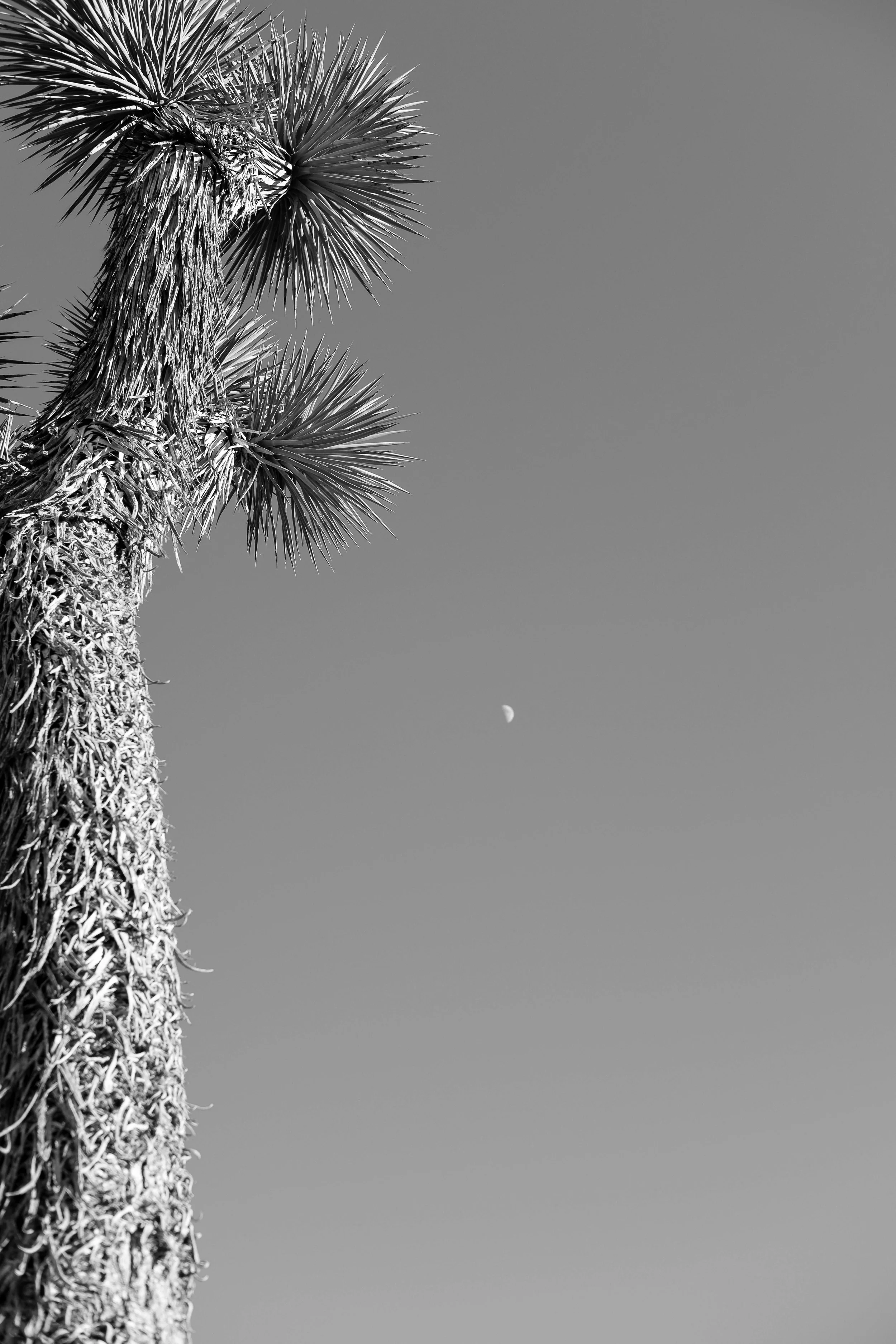 20160712_JoshuaTree_0169.jpg