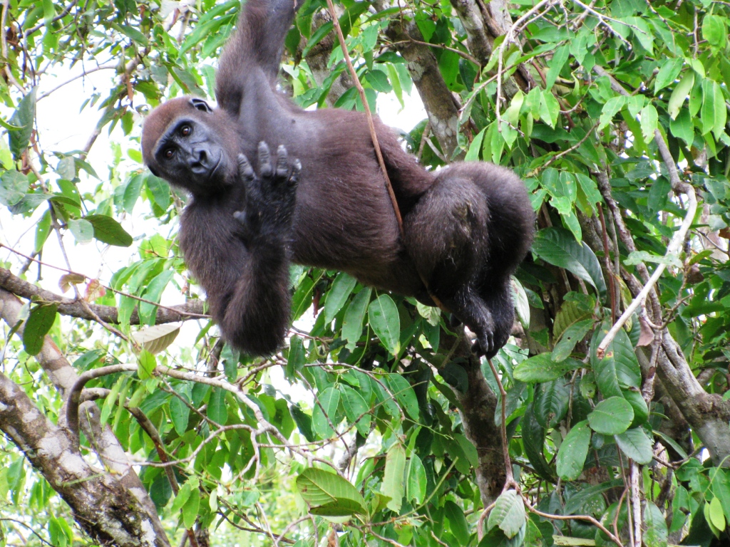 Izowuet swings from trees in his natural enclosure