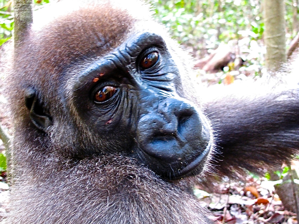 Geminu was taken from a zoo.