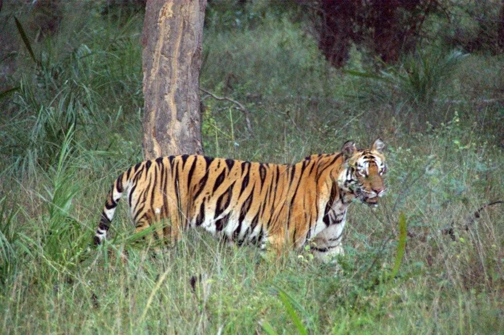 A tigress walks with confidence on land she calls home.