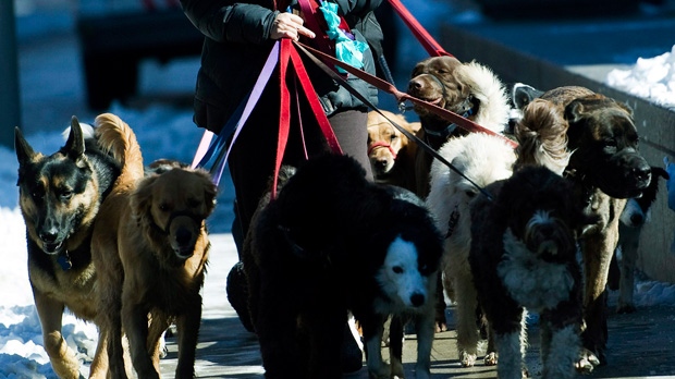 A dog walker has her hands full with dogs a she walks along St. Clair Ave. on a cool day in Toronto, Monday, March 7, 2011. (Nathan Denette / THE CANADIAN PRESS)