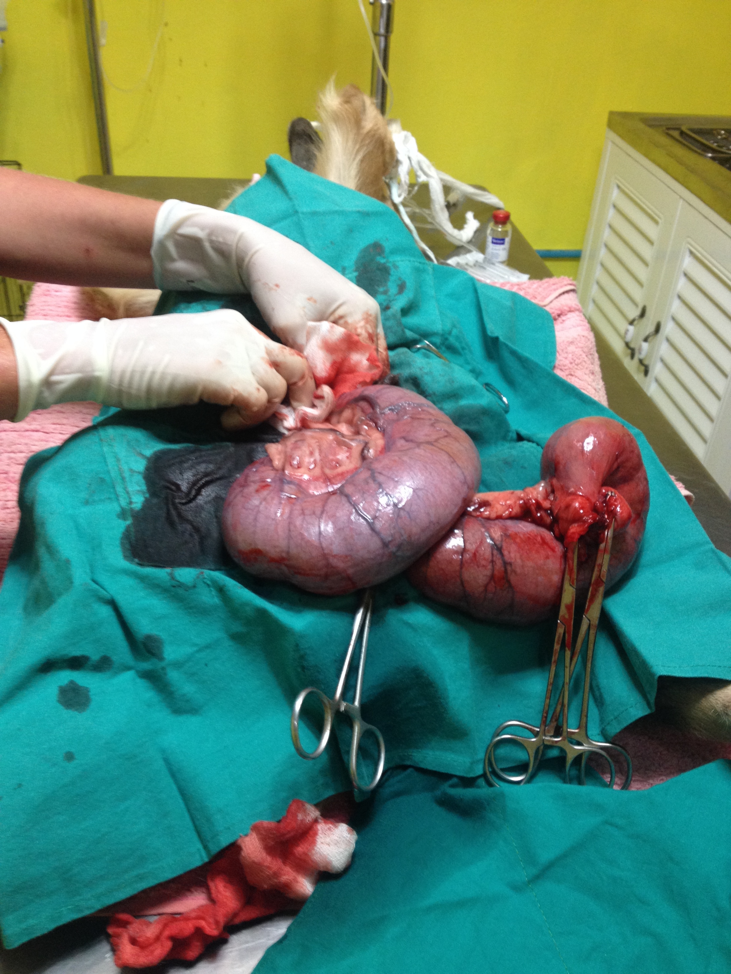 Locals give drugs that cause abortion to pregnant bitches because they cannot afford to feed the puppies, nor want to keep them. When performed late in gestation, bones cannot resorb, and infection ensues. This is Monk’s surgery to remove her infected uterus. 