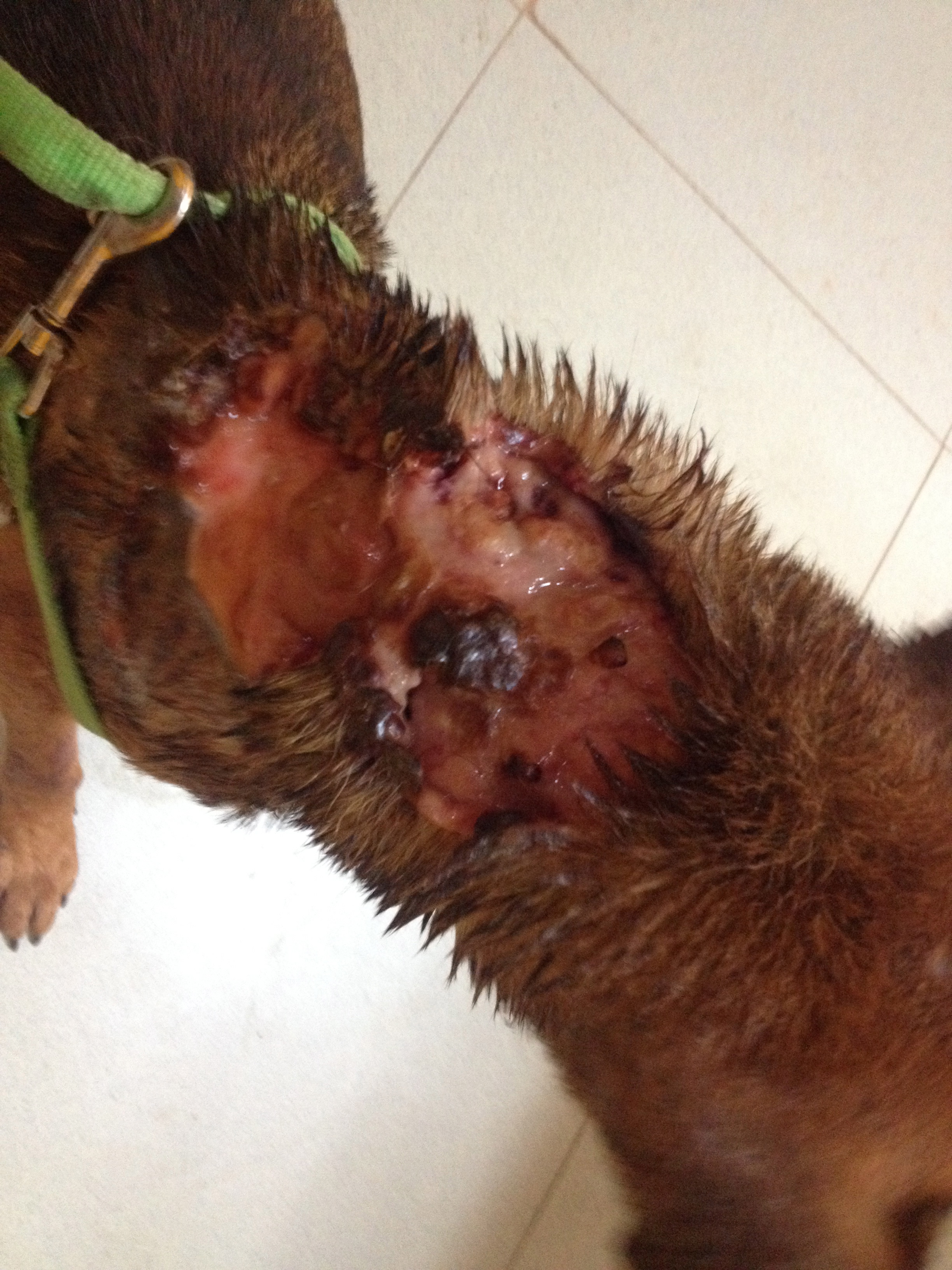 Machete wound: beneath the skin are maggots. The dog barked too much so a villager cut it with a machete. 