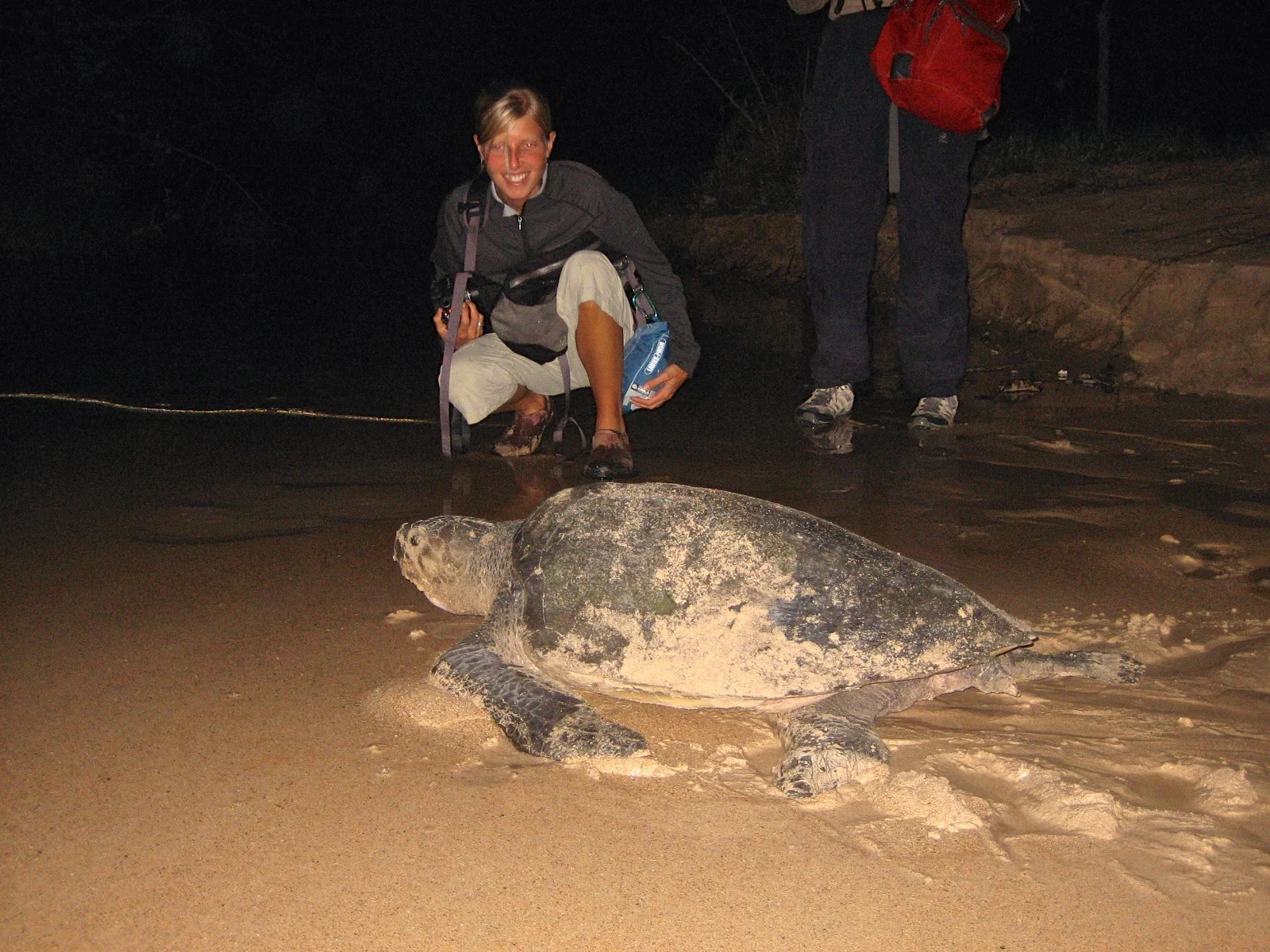 Witnessing a hawksbill come to shore to lay her eggs.