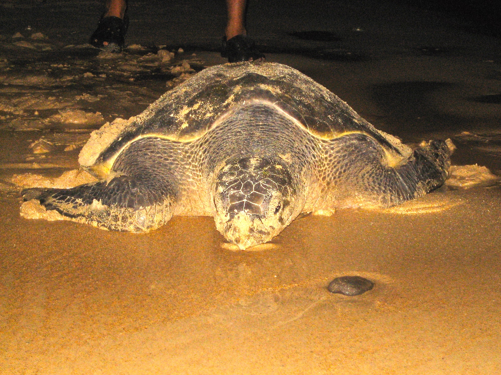 Volunteers harvest eggs that are laid at night and nest them in protection in an attempt to save the endangered Hawksbill turtle