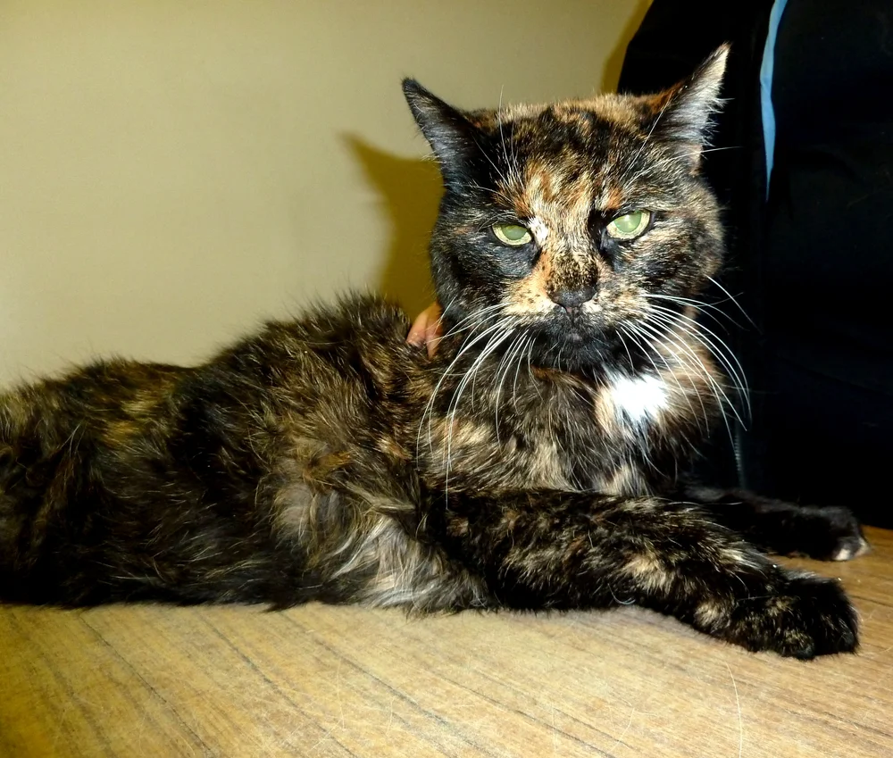 Acupuncture Case Report Dr Erika Sullivan The Globetrotting Veterinarian