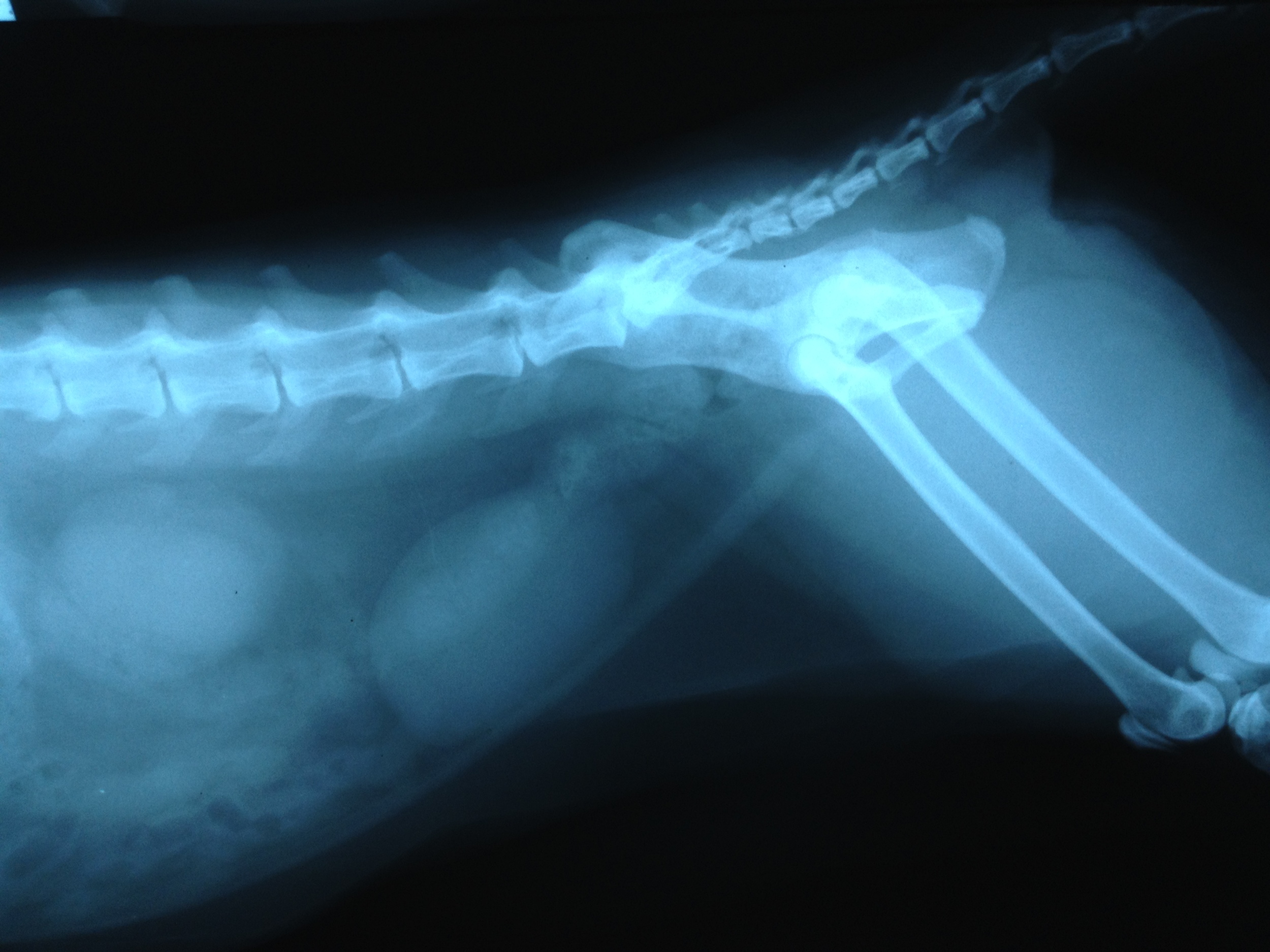 Murphy's Radiograph taken two weeks prior to referral for acupuncture.