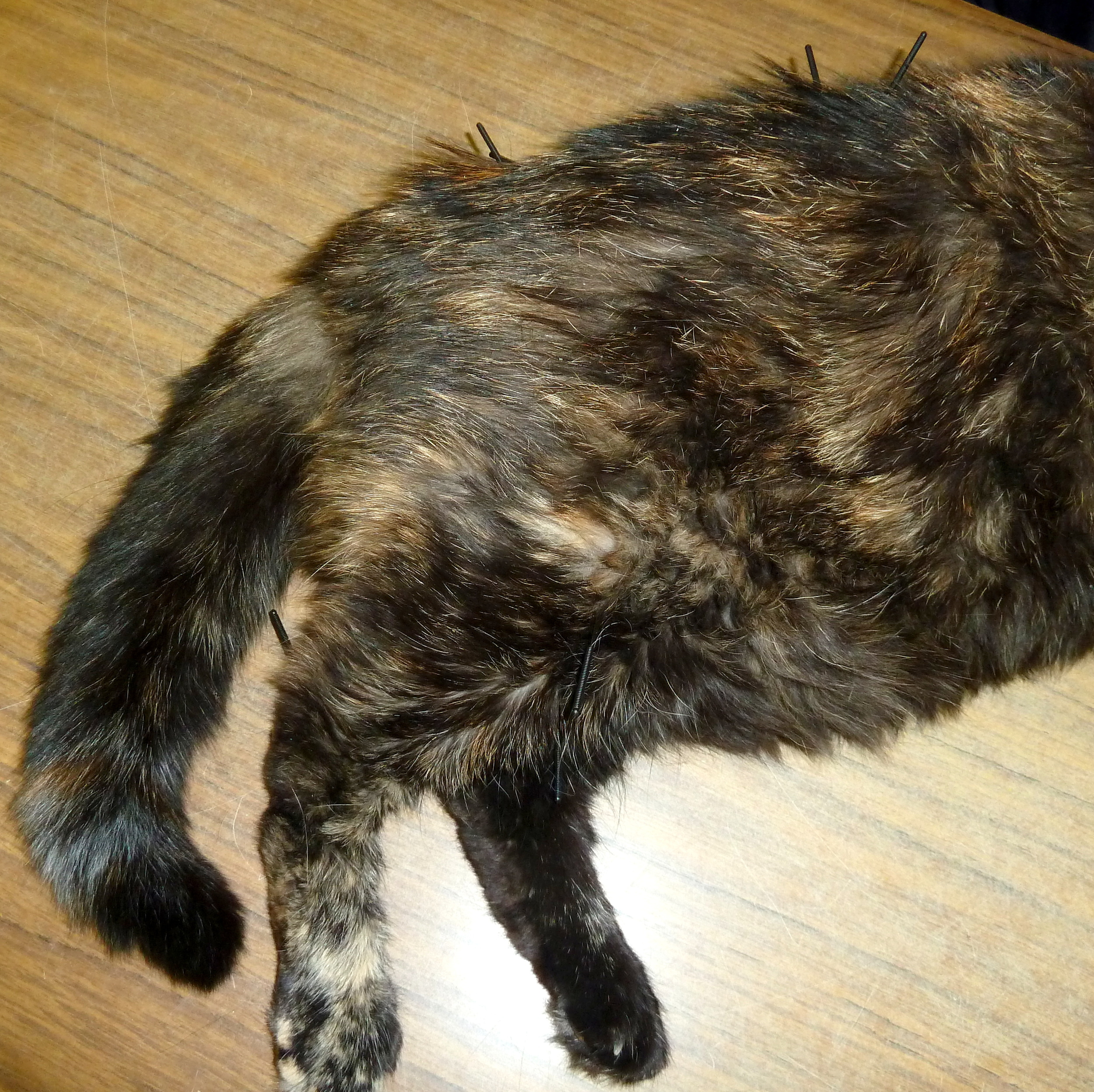 Murphy's third Acupuncture Session.