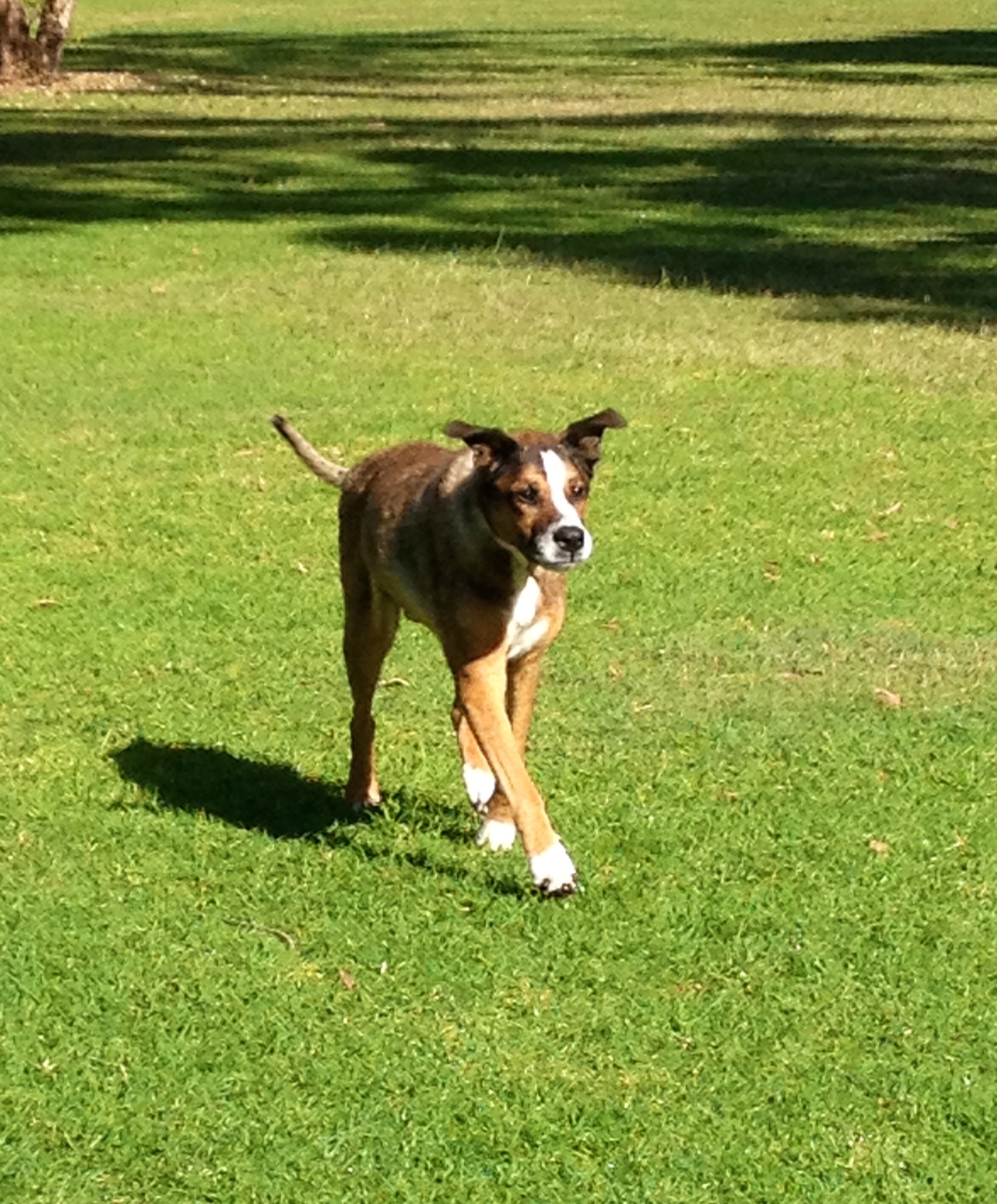 Chico trots through a dog park in Sydney after acupuncture therapy using moxibustion.