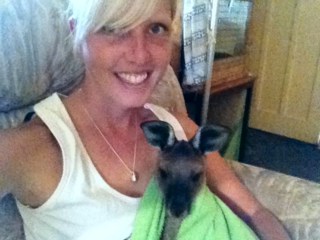 Feeding Willow, an orphaned joey that needs a surrogate mother.