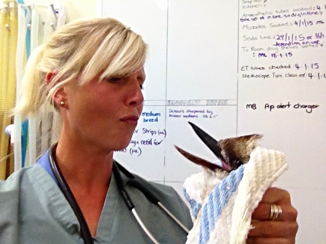 Dr. Sullivan asks the Kookaburra what he's laughing at...