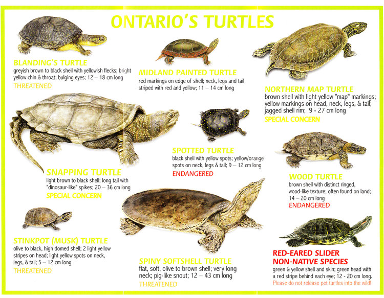 Ontario's Turtles