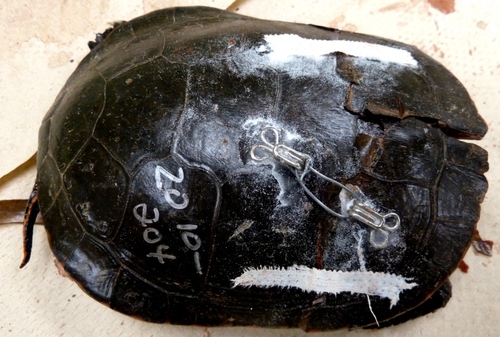 How to hasten shell recovery time by fixation