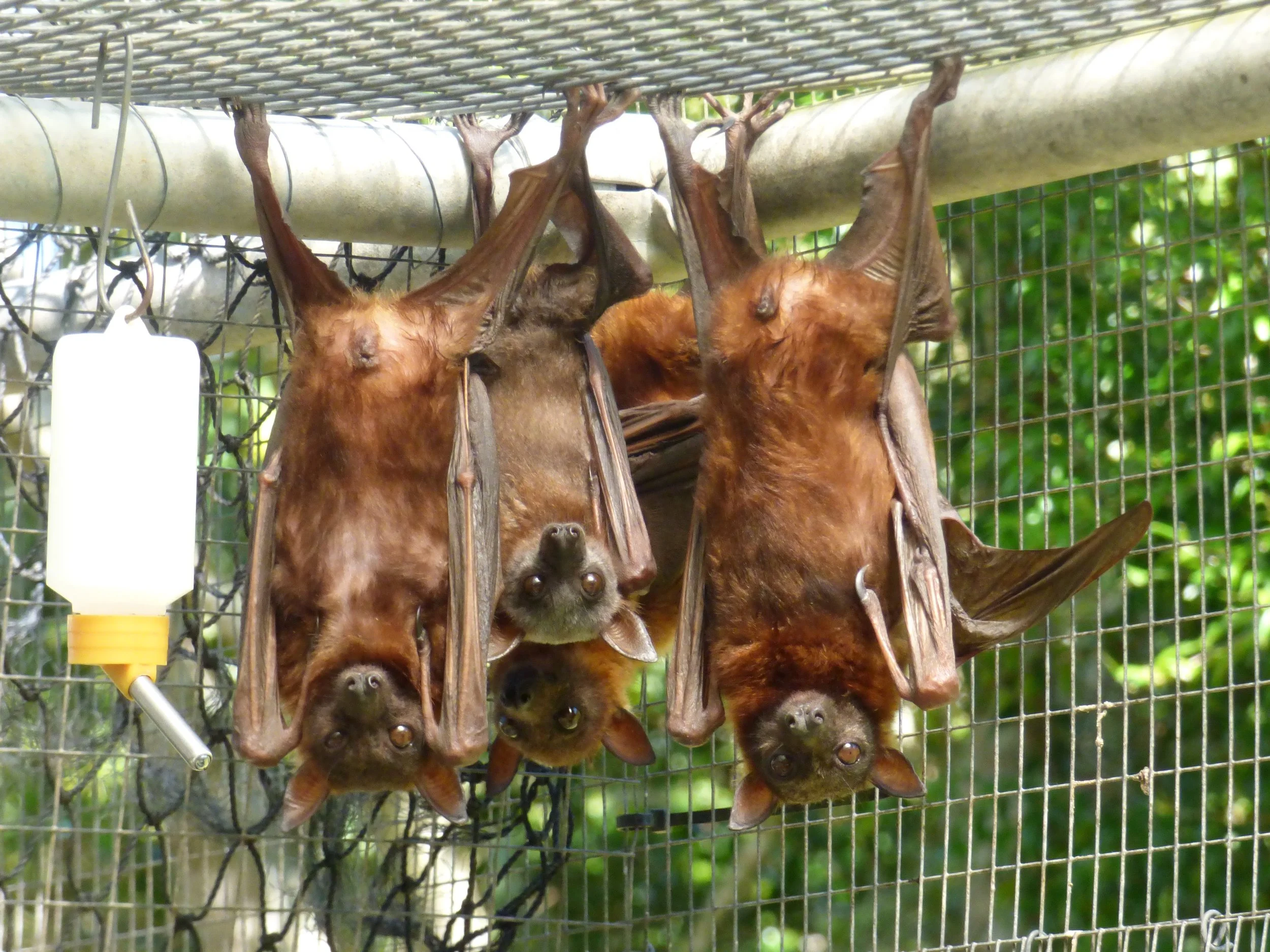 Hospital residents join wings on their road to recovery and release.