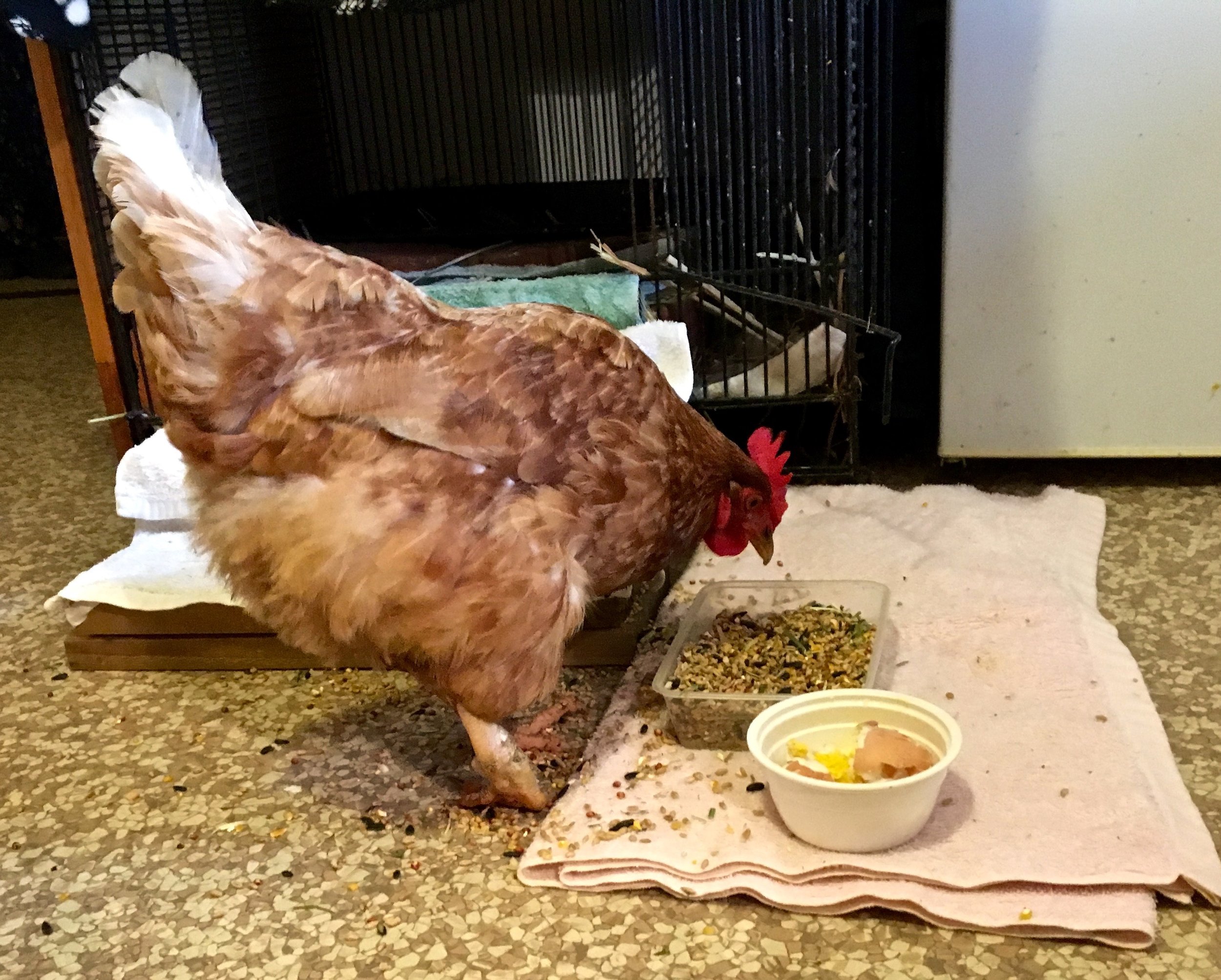 This rescued battery hen enjoys her breakfast buffet while recovering in hospital.