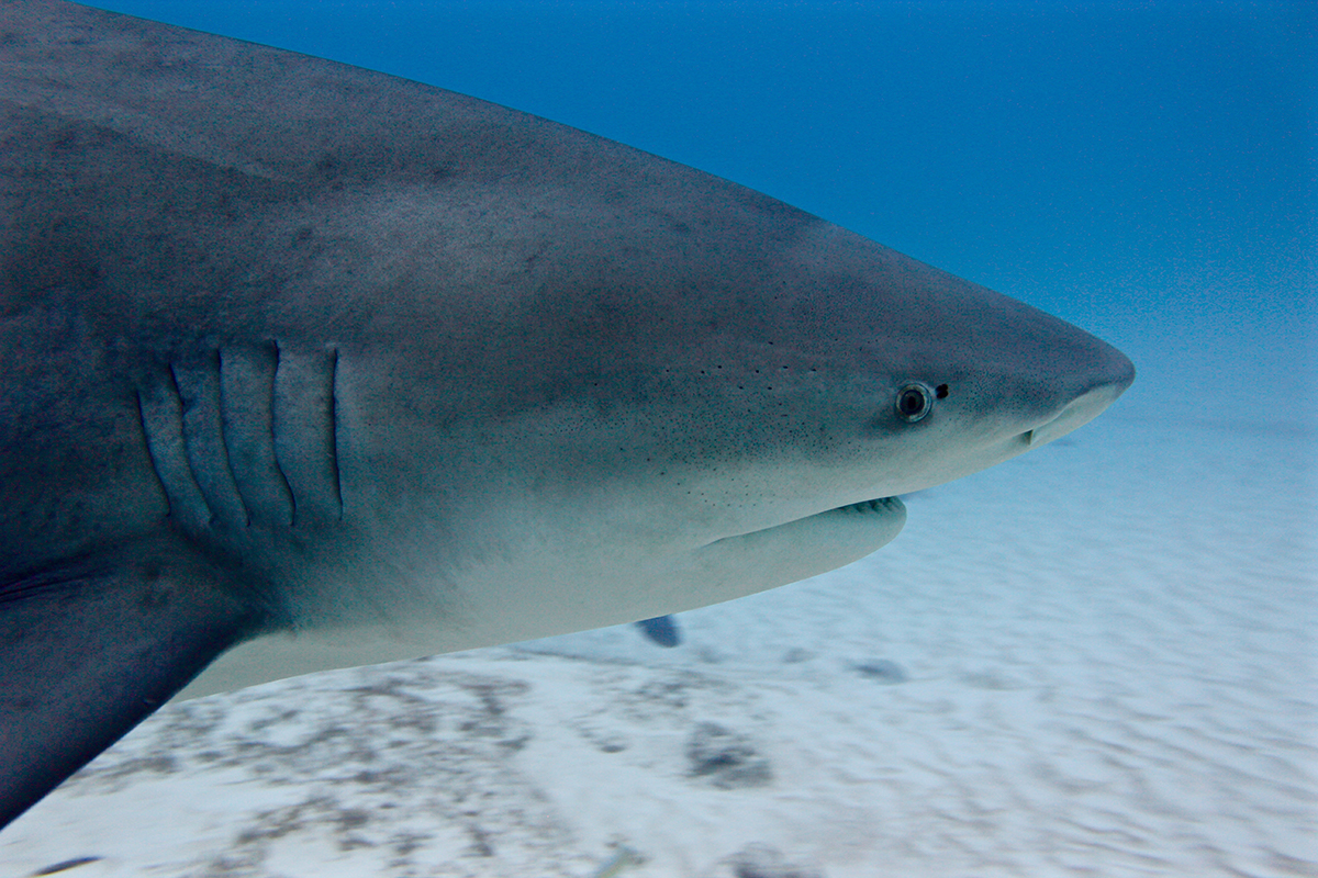 “There I was surrounded by up to ten pregnant females in the open ocean, without a cage, and the only thing snapping was my camera. “