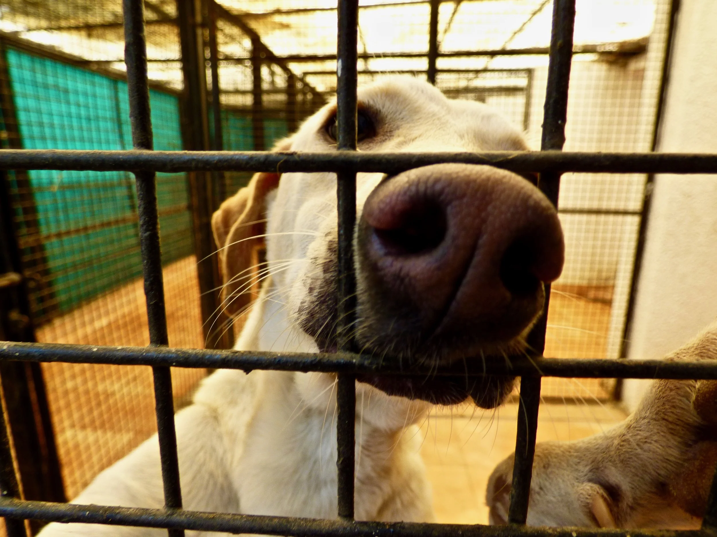 Potato is my favourite resident dog!