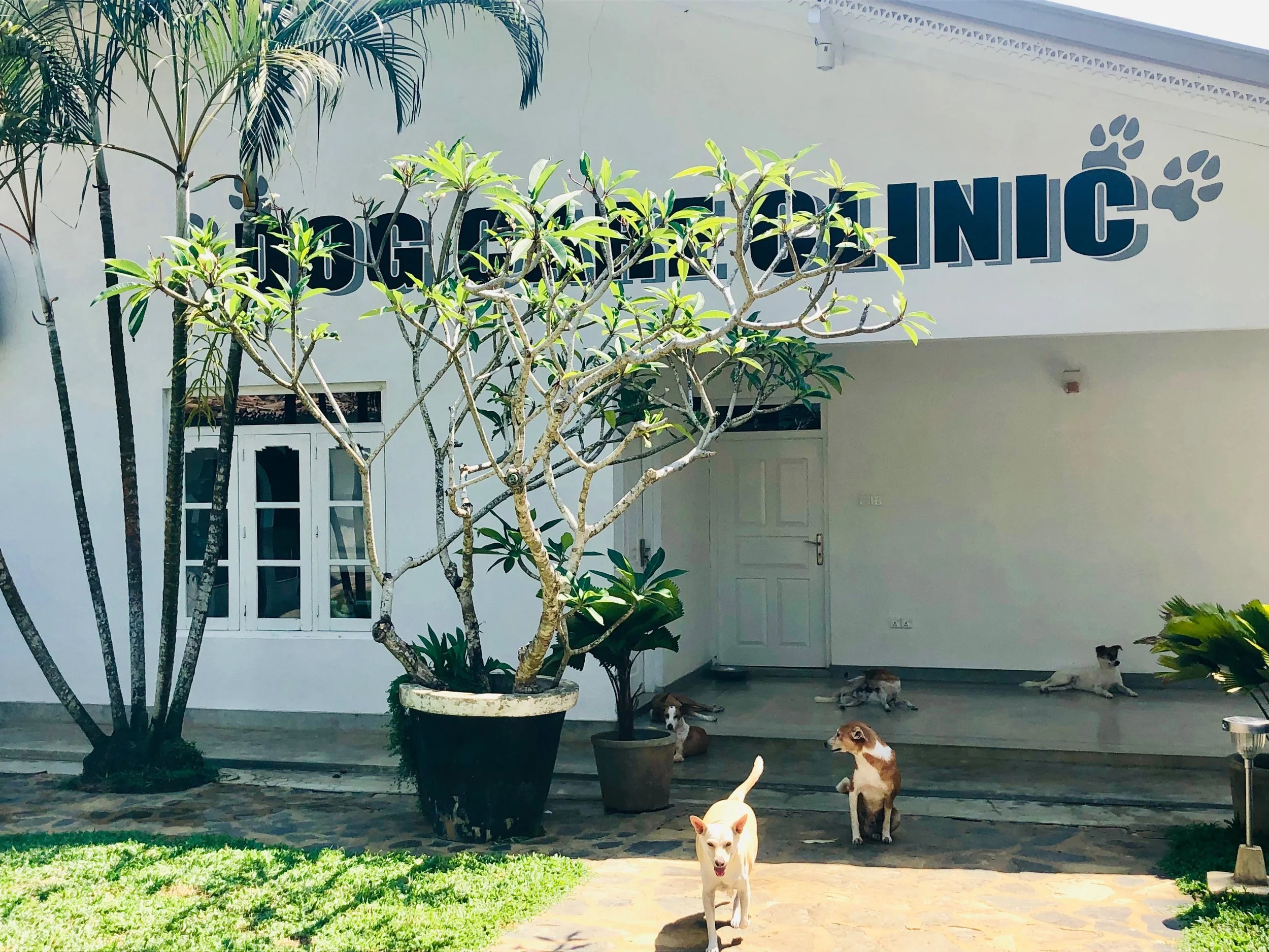 durgapura dog hospital