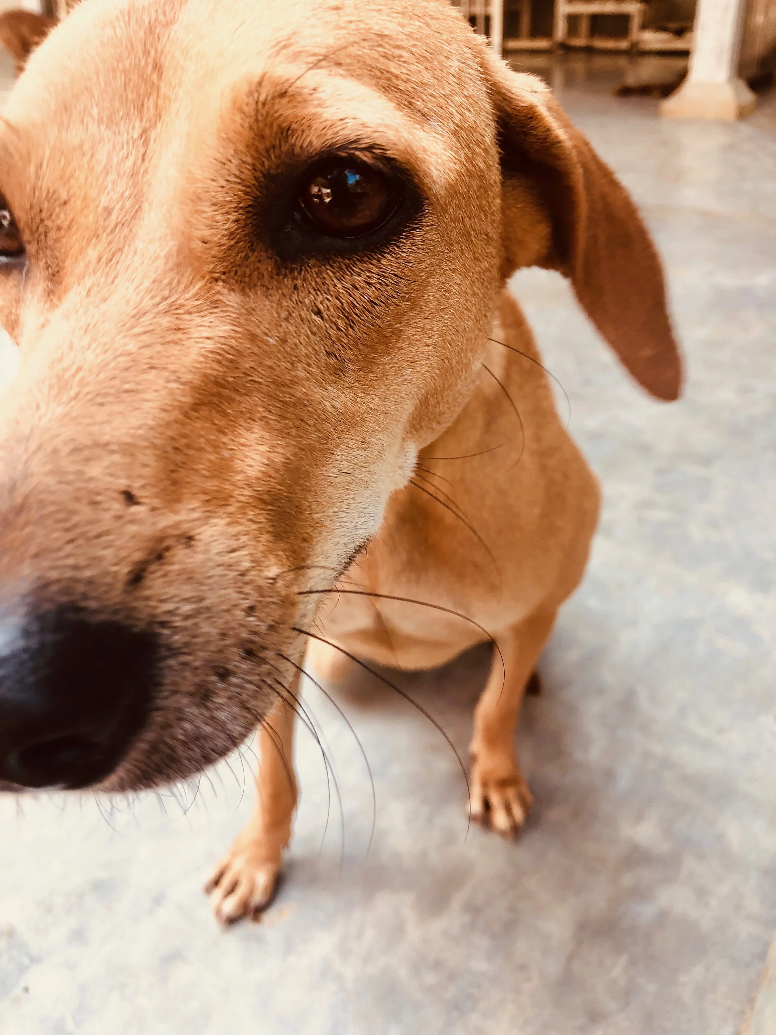 durgapura dog hospital